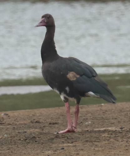 iNaturalist: (c) Peter Small, some rights reserved (CC BY-NC), uploaded by Peter Small iNaturalist image