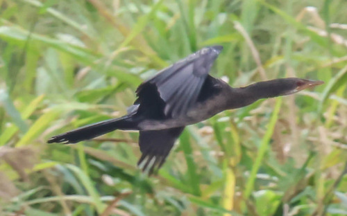 iNaturalist image