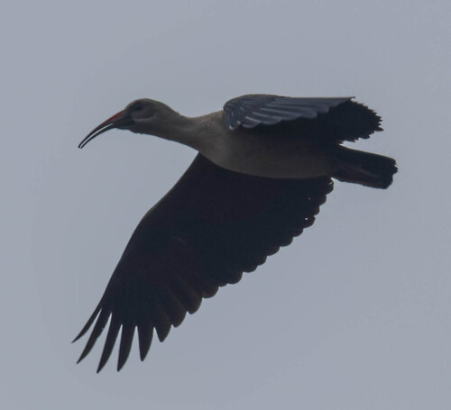 iNaturalist image