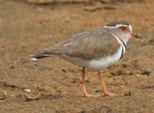 iNaturalist image
