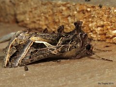 Autographa flagellum