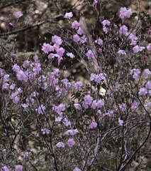 Rhododendron pentaphyllum nikoense