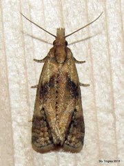 Phtheochroa