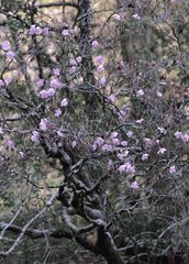 Rhododendron pentaphyllum nikoense