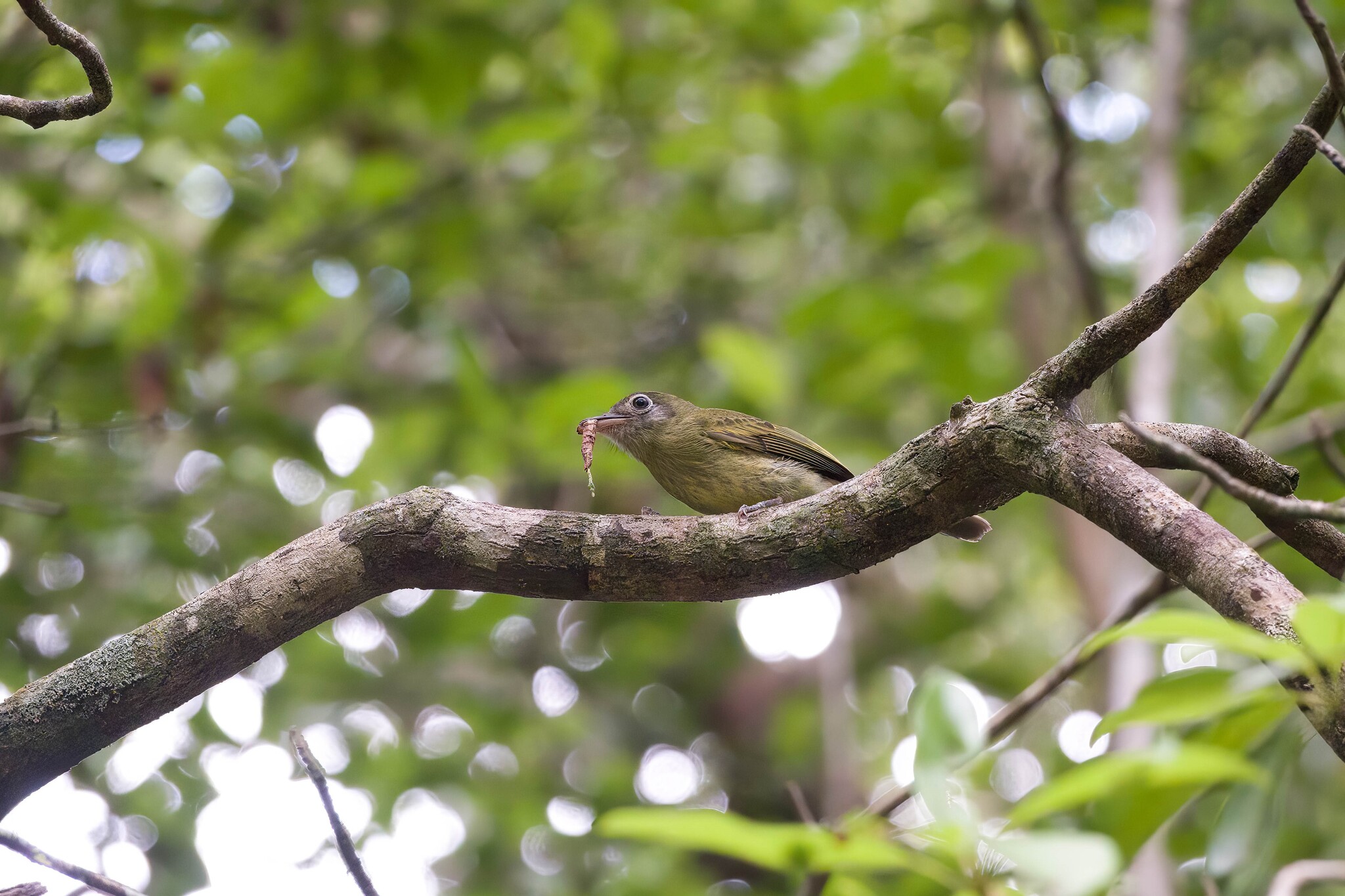 Eye-ringed Flatbill (Rhynchocyclus brevirostris), photo 9
