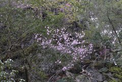 Rhododendron pentaphyllum nikoense
