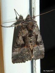 Syngrapha epigaea
