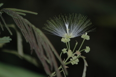 Albizia gummifera