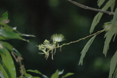 Albizia gummifera