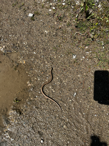Eastern Slowworm
