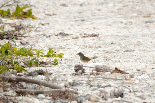Green-backed Sparrow (Arremonops chloronotus)