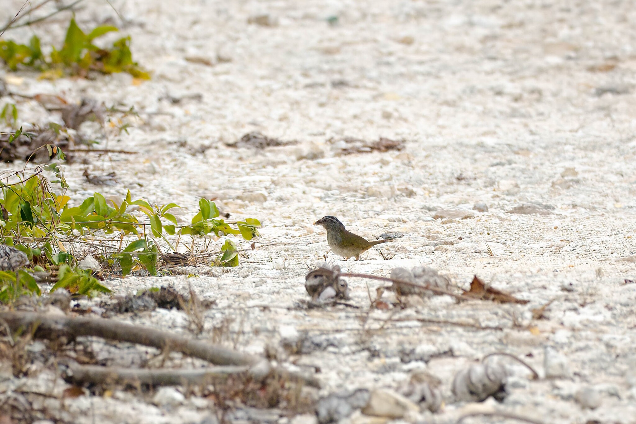 Green-backed Sparrow (Arremonops chloronotus), photo 1