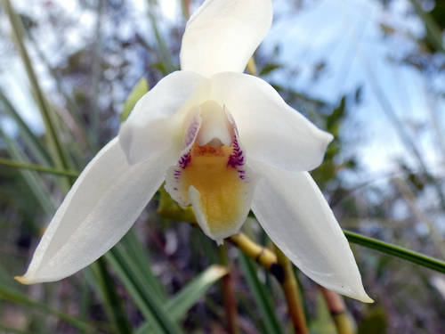 Image of Bromheadia finlaysoniana by (c) Kai Squires, some rights reserved (CC BY)