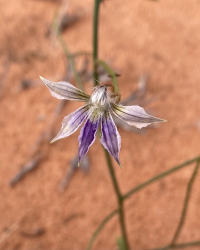 Scaevola depauperata, 2026-05-31