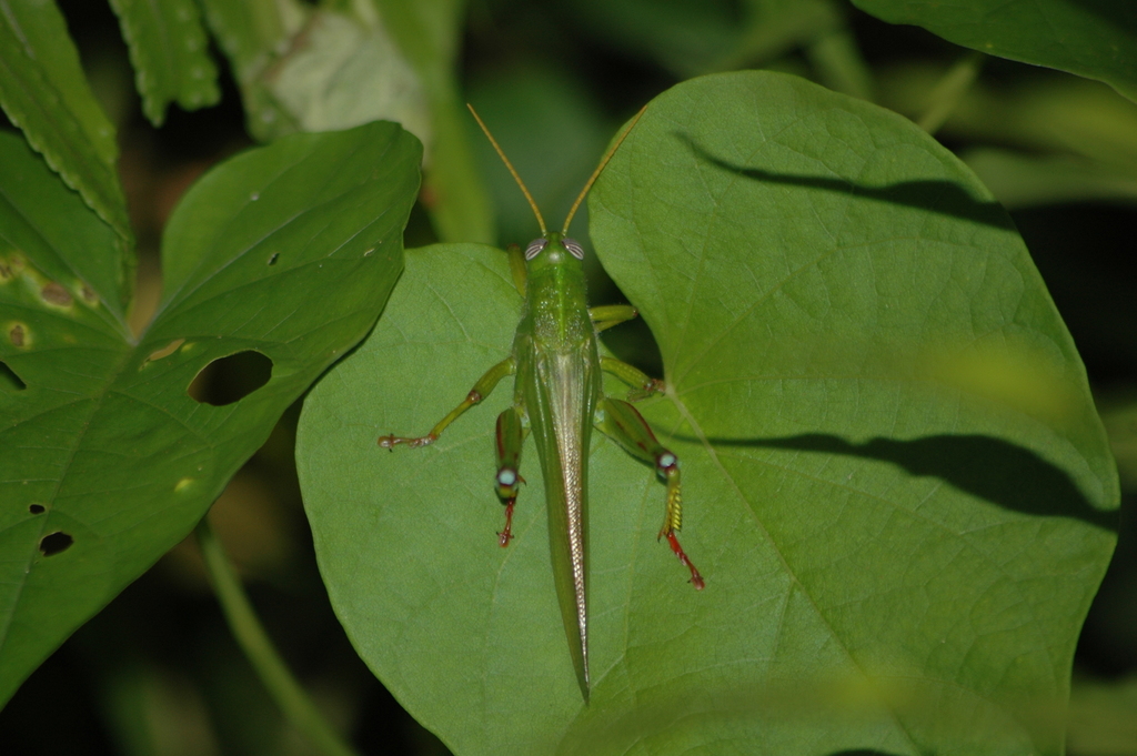 Finotina