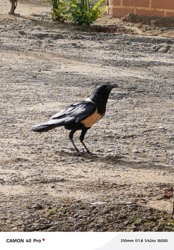 Pied Crow