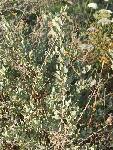 Mediterranean Saltbush