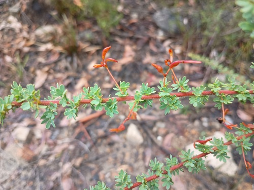Acacia mitchellii, photograph 3