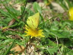 Colias dimera