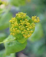 Smyrnium perfoliatum rotundifolium