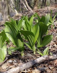 Veratrum oxysepalum