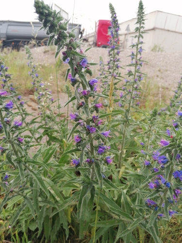viper's-bugloss
