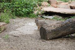 Sylvilagus floridanus