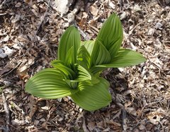 Veratrum oxysepalum