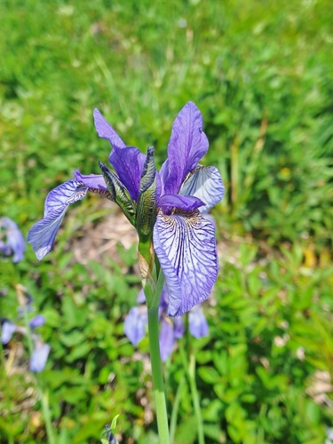 Siberian Iris