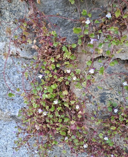 Ivy-leaved toadflax