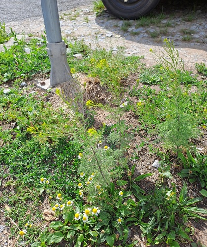 flixweed