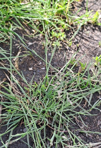 european alkali grass