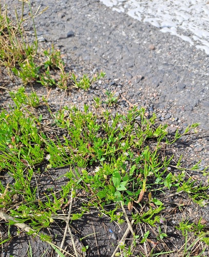 Saltmarsh Sand Spurry
