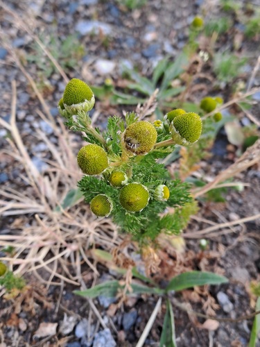 pineapple-weed