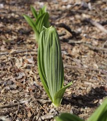 Veratrum oxysepalum