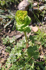 Smyrnium perfoliatum rotundifolium