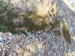 Bryopsida
