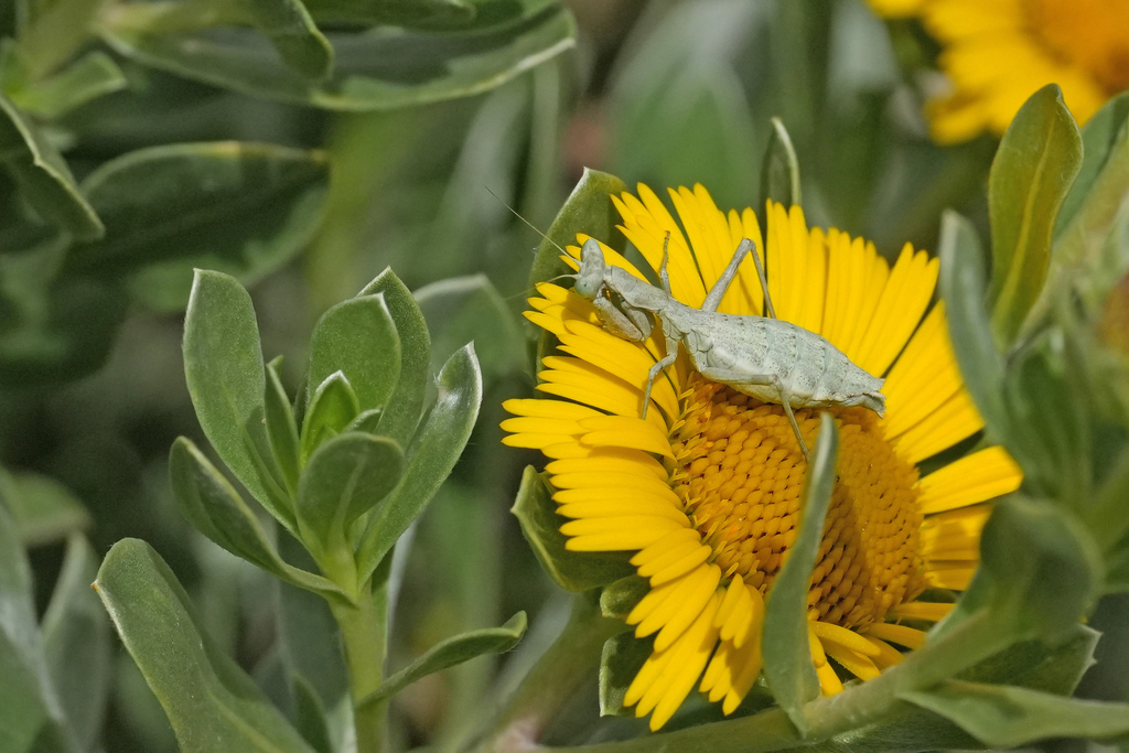 Betancurian Dwarf Mantis