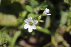 Gagea graeca