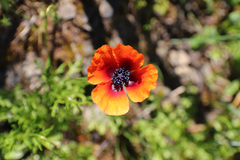 Papaver apulum