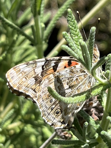 Painted Lady