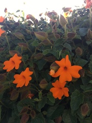 Thunbergia gregorii