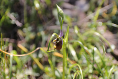 Ophrys fuciflora maxima