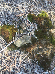 Bryopsida
