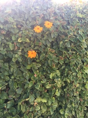 Thunbergia gregorii