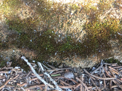 Bryopsida