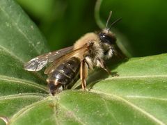 Andrena tibialis