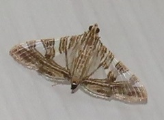Glyphodes stolalis