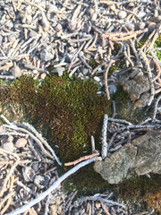 Bryopsida