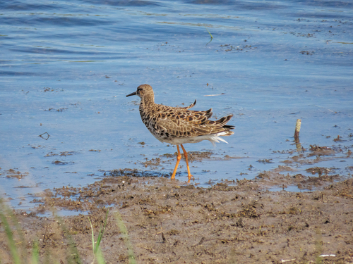 iNaturalist: (c) Жёлтый птиц, some rights reserved (CC BY-NC), uploaded by Жёлтый птиц iNaturalist image